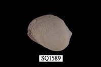 藏品(紫口珊瑚螺)的圖片